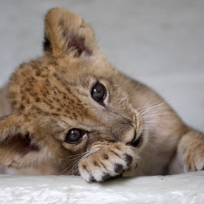 45 Most Lovable Baby Animal Pictures